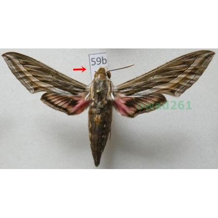 Hippotion celerio (Linnaeus, 1758) Greece59b